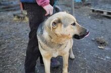 BUBU, Hund, Mischlingshund in Rumänien - Bild 5