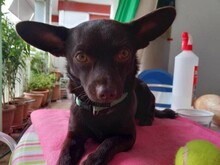 ARIS, Hund, Pinscher-Mix in Griechenland - Bild 1