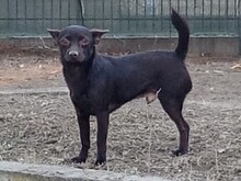 ARIS, Hund, Pinscher-Mix in Griechenland - Bild 4