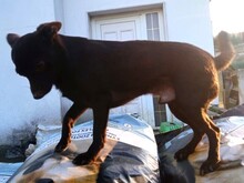 ARIS, Hund, Pinscher-Mix in Griechenland - Bild 6