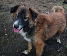 FOXY, Hund, Mischlingshund in Griechenland - Bild 1