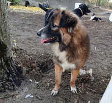 FOXY, Hund, Mischlingshund in Griechenland - Bild 4