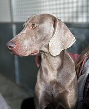 FALKOR, Hund, Weimaraner in Spanien - Bild 1