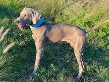 FALKOR, Hund, Weimaraner in Spanien - Bild 2