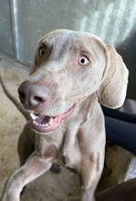 FALKOR, Hund, Weimaraner in Spanien - Bild 3