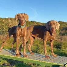 FALKOR, Hund, Weimaraner in Spanien - Bild 4