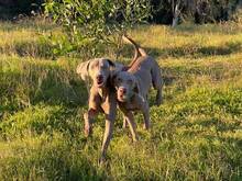 FALKOR, Hund, Weimaraner in Spanien - Bild 5