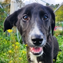 SIMONA, Hund, Border Collie-Labrador-Mix in Spanien - Bild 1