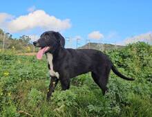 SIMONA, Hund, Border Collie-Labrador-Mix in Spanien - Bild 2