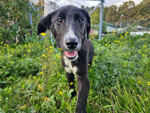 SIMONA, Hund, Border Collie-Labrador-Mix in Spanien - Bild 3