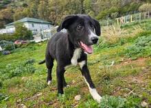 SIMONA, Hund, Border Collie-Labrador-Mix in Spanien - Bild 4