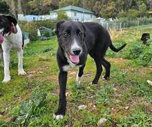 SIMONA, Hund, Border Collie-Labrador-Mix in Spanien - Bild 5