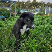 SIMONA, Hund, Border Collie-Labrador-Mix in Spanien - Bild 6