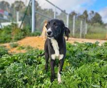 SIMONA, Hund, Border Collie-Labrador-Mix in Spanien - Bild 7