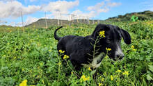 SIMONA, Hund, Border Collie-Labrador-Mix in Spanien - Bild 8