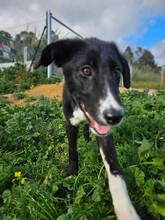 SIMONA, Hund, Border Collie-Labrador-Mix in Spanien - Bild 9