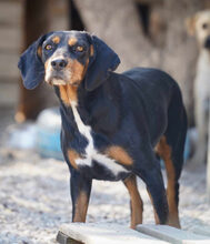 KIARA, Hund, Mischlingshund in Griechenland - Bild 2