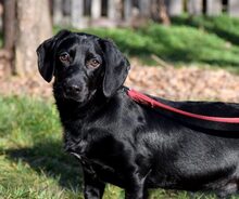 TREFF, Hund, Dackel-Mix in Ungarn - Bild 1