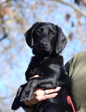 TREFF, Hund, Dackel-Mix in Ungarn - Bild 2