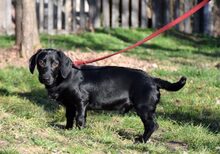 TREFF, Hund, Dackel-Mix in Ungarn - Bild 4