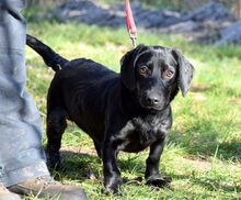 TREFF, Hund, Dackel-Mix in Ungarn - Bild 5