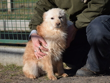 MIKA, Hund, Mischlingshund in Ungarn - Bild 1