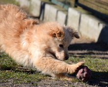 MIKA, Hund, Mischlingshund in Ungarn - Bild 2