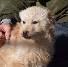 MIKA, Hund, Mischlingshund in Ungarn - Bild 3