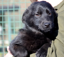 MADDOX, Hund, Mischlingshund in Ungarn - Bild 1