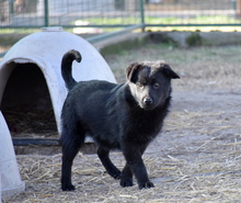 MADDOX, Hund, Mischlingshund in Ungarn - Bild 2