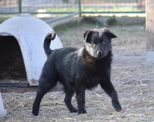 MADDOX, Hund, Mischlingshund in Ungarn - Bild 3