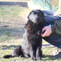 MADDOX, Hund, Mischlingshund in Ungarn - Bild 4