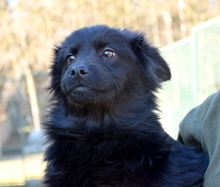 SHERLOCK, Hund, Mischlingshund in Ungarn - Bild 1