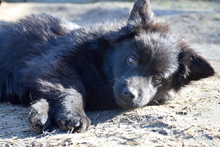 SHERLOCK, Hund, Mischlingshund in Ungarn - Bild 2