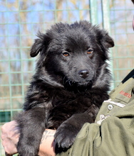 SHERLOCK, Hund, Mischlingshund in Ungarn - Bild 3