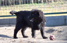 SHERLOCK, Hund, Mischlingshund in Ungarn - Bild 4