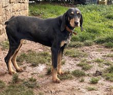 NELLY, Hund, Jagdhund-Mix in Griechenland - Bild 1