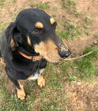 NELLY, Hund, Jagdhund-Mix in Griechenland - Bild 2