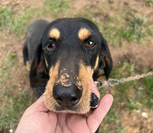 NELLY, Hund, Jagdhund-Mix in Griechenland - Bild 3