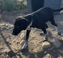 BISCUIT, Hund, Mischlingshund in Griechenland - Bild 6