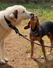 MARIO, Hund, Jagdhund-Mix in Griechenland - Bild 3