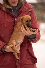 OHANA, Hund, Mischlingshund in Ungarn - Bild 10