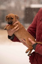 OHANA, Hund, Mischlingshund in Ungarn - Bild 16