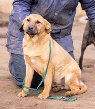 MANNA, Hund, Mischlingshund in Ungarn - Bild 1