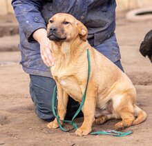 MANNA, Hund, Mischlingshund in Ungarn - Bild 2