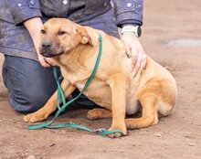 MANNA, Hund, Mischlingshund in Ungarn - Bild 3