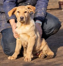 MANUEL, Hund, Mischlingshund in Ungarn - Bild 1