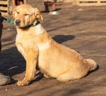 MANUEL, Hund, Mischlingshund in Ungarn - Bild 2