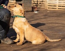 MANUEL, Hund, Mischlingshund in Ungarn - Bild 3