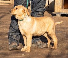 MANUEL, Hund, Mischlingshund in Ungarn - Bild 4